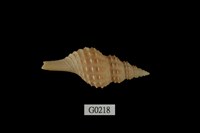 藏品(林氏長旋螺)的圖片